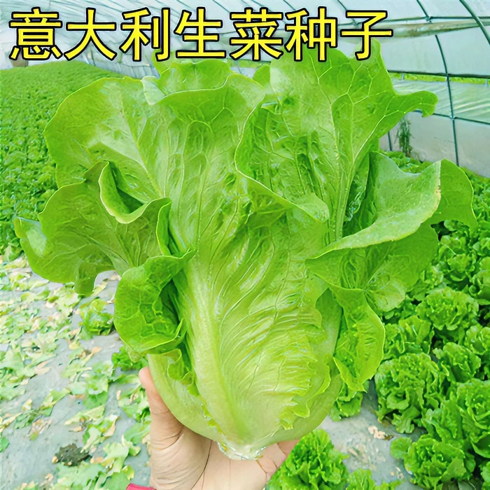 意大利生菜种子甜脆嫩爽口生吃生菜种籽盆栽翠绿四季农家蔬菜种子