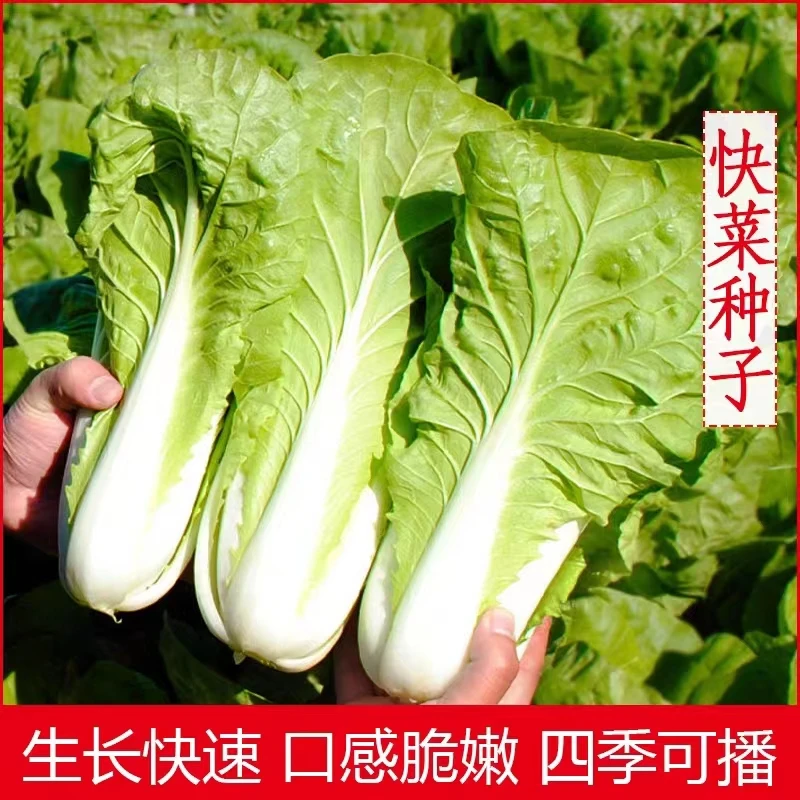 速生快菜种籽四季小白菜种籽蔬菜种籽大全阳台庭院四季播种简单籽