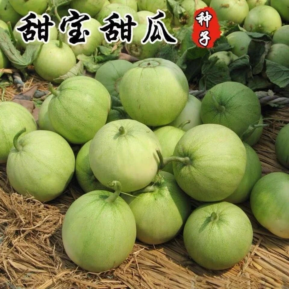 甜宝瓜种子香甜薄皮绿宝石甜瓜种植阳台室内庭院香瓜春播适应种子