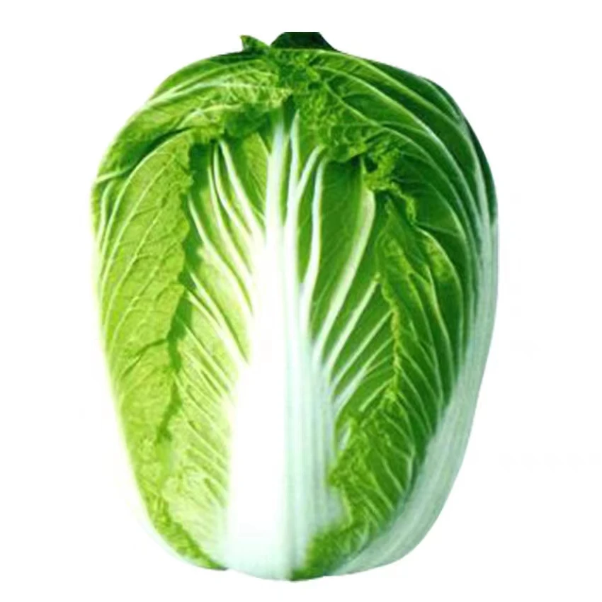 十八斤大白菜种子冬储18斤白菜籽耐寒播种秋冬季甜脆白菜蔬菜种子