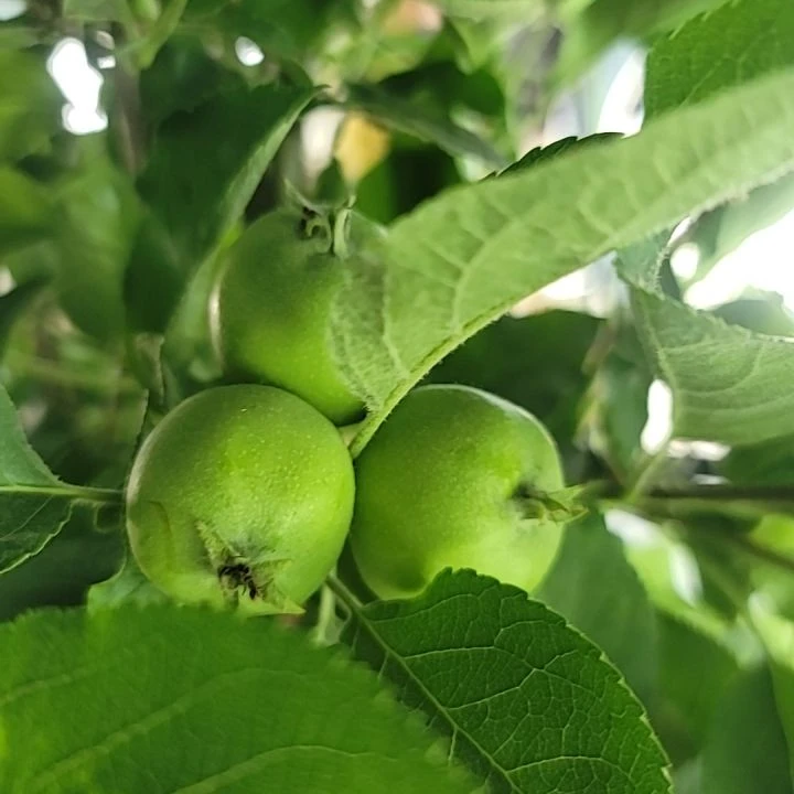 鸡心果世界一品韩富苹果盆栽