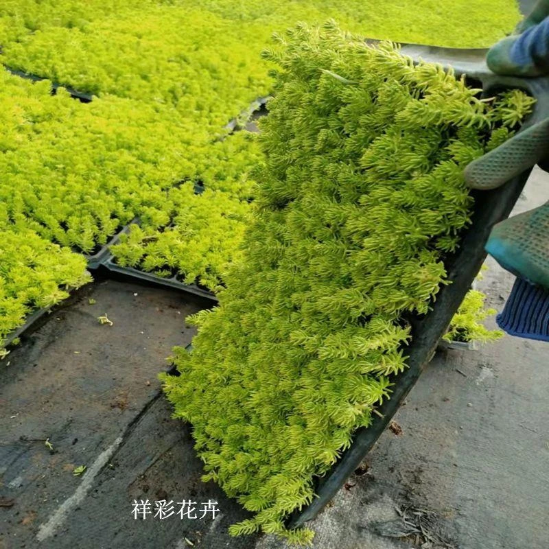 金叶佛甲草黄金万年草屋顶绿化隔热耐寒耐旱耐热庭院种植楼顶绿化