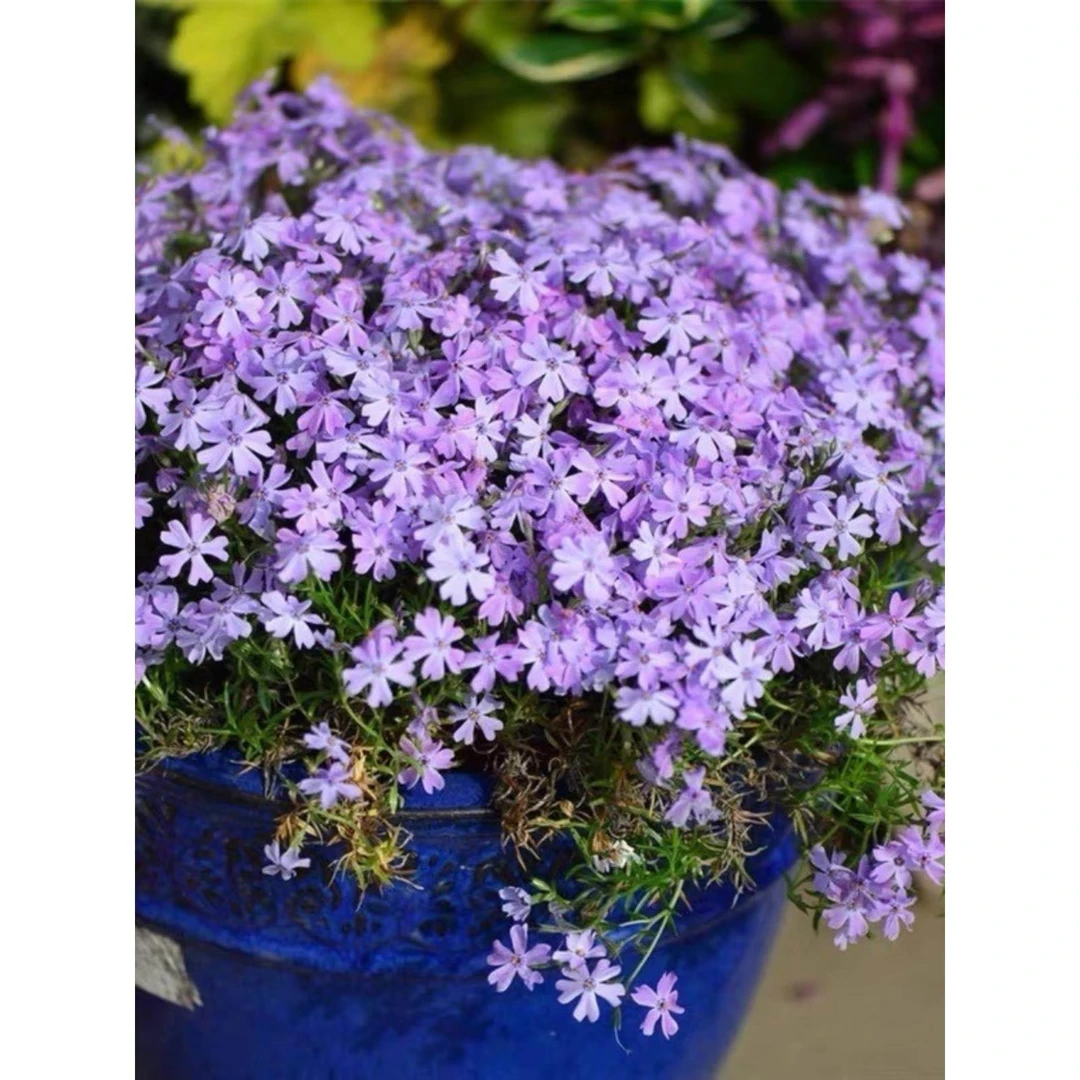 芝樱花苗丛生福禄考庭院室外地被花卉绿化春季爆花四季常绿好养活