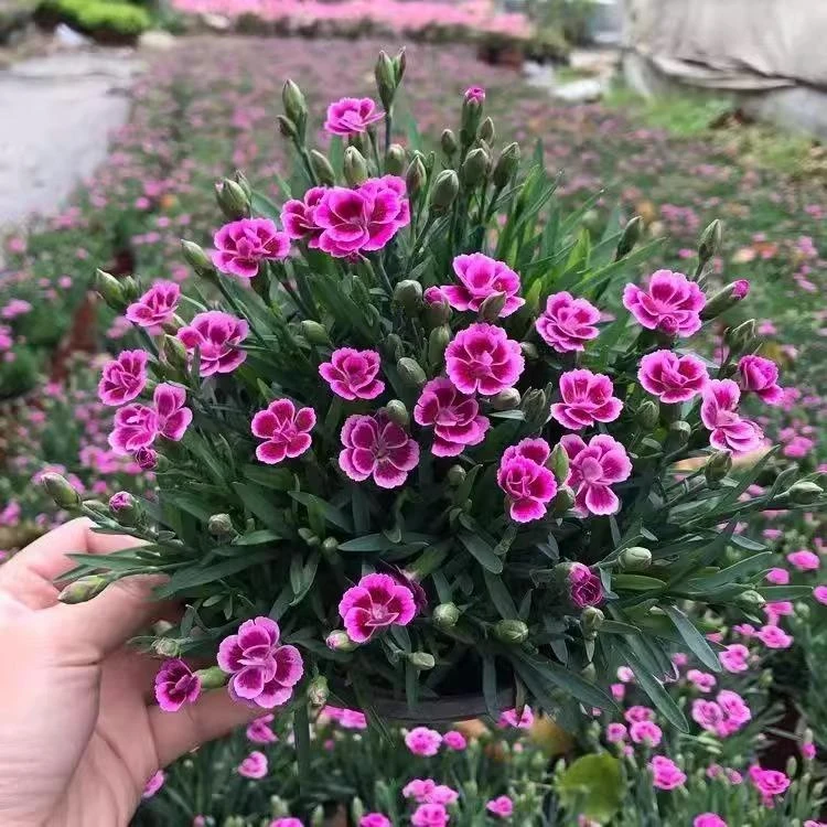 欧石竹初吻盆栽带花苞蜜桃派花卉绿植庭院四季开花耐寒多年生