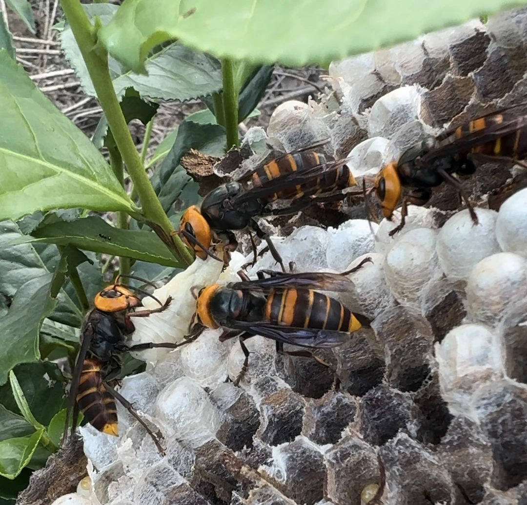 野生现场抓金环土甲子虎头蜂活蜂
