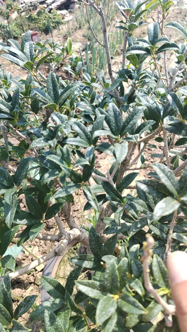 精品桂花盆景，苗木流苏五花