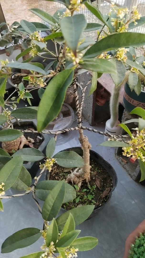 造型流苏盆景桂花五花头