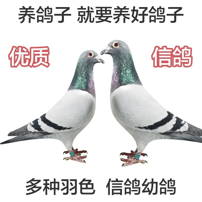 直播专用链接，2到3斤的鸽子，鸽子以直播间实物为准