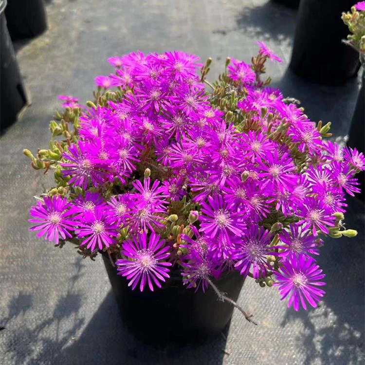 枝干番杏 奔龙 开花超好看 带盆发货多肉植物 办公室桌面花卉绿植