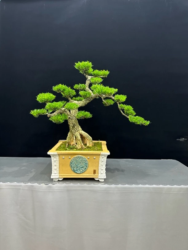 皱皮雀舌黄杨室内室外庭院精品盆景