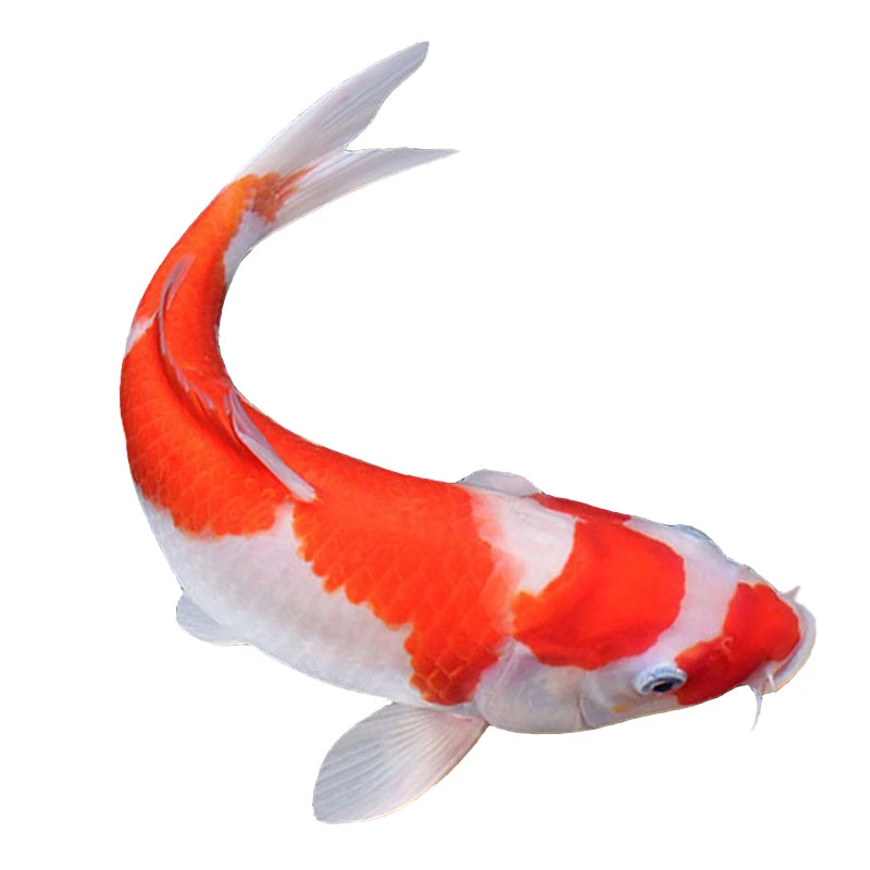 9-11公分8条➕1条备损共9条混搭精品观赏鱼#锦鲤鱼#源头鱼场