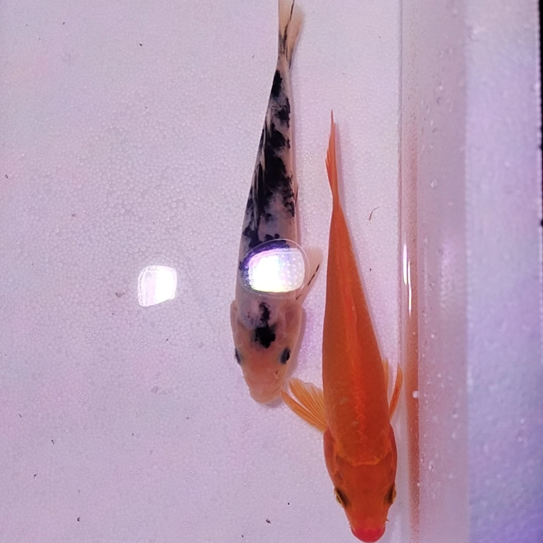 5-8公分锦鲤13尾加2尾备损共发15尾，观赏鱼场直销