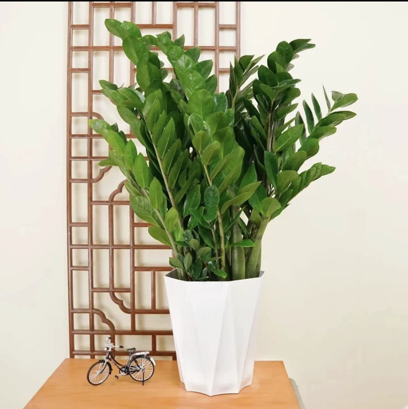金钱树盆栽高约80-90室内客厅落地大绿植新房清新净化空气除甲醛