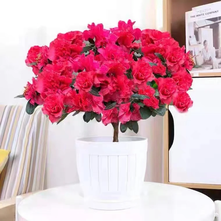 精选大棵杜鹃花盆栽室内阳台客厅绿植庭院原盆原土四季常青