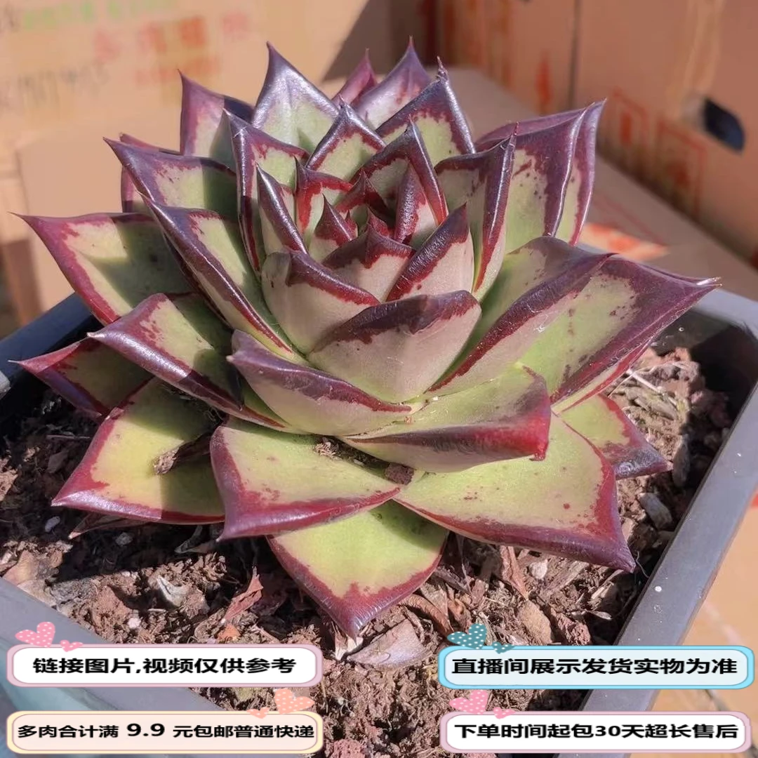 黑魔王乌木（多肉植物）以直播间展示为准云南基地源头直发新手好养