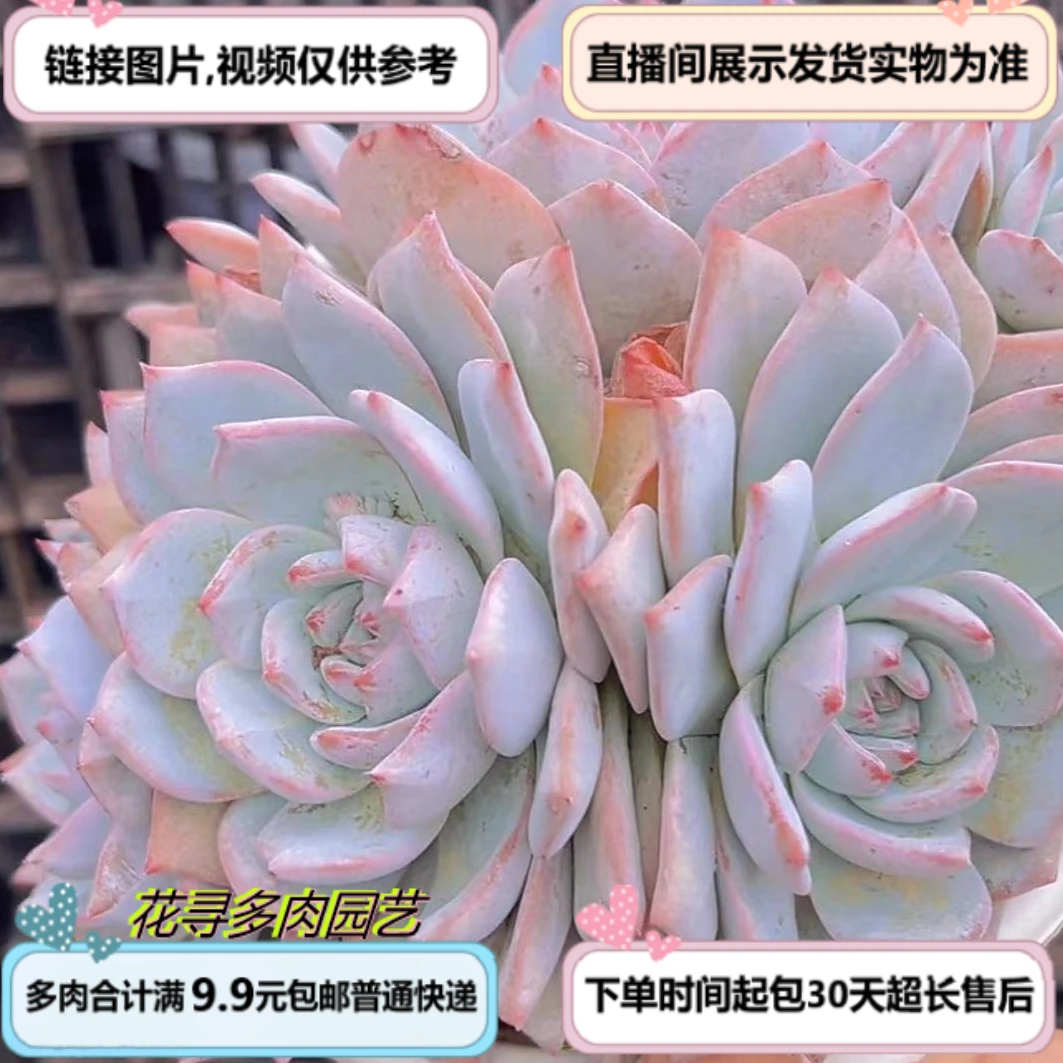 粉蓝鸟（多肉植物）以直播间展示为准云南基地源头直发新手好养