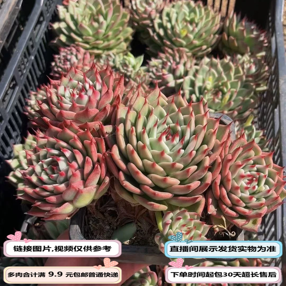 托斯卡（多肉植物）以直播间展示为准云南基地源头直发新手好养