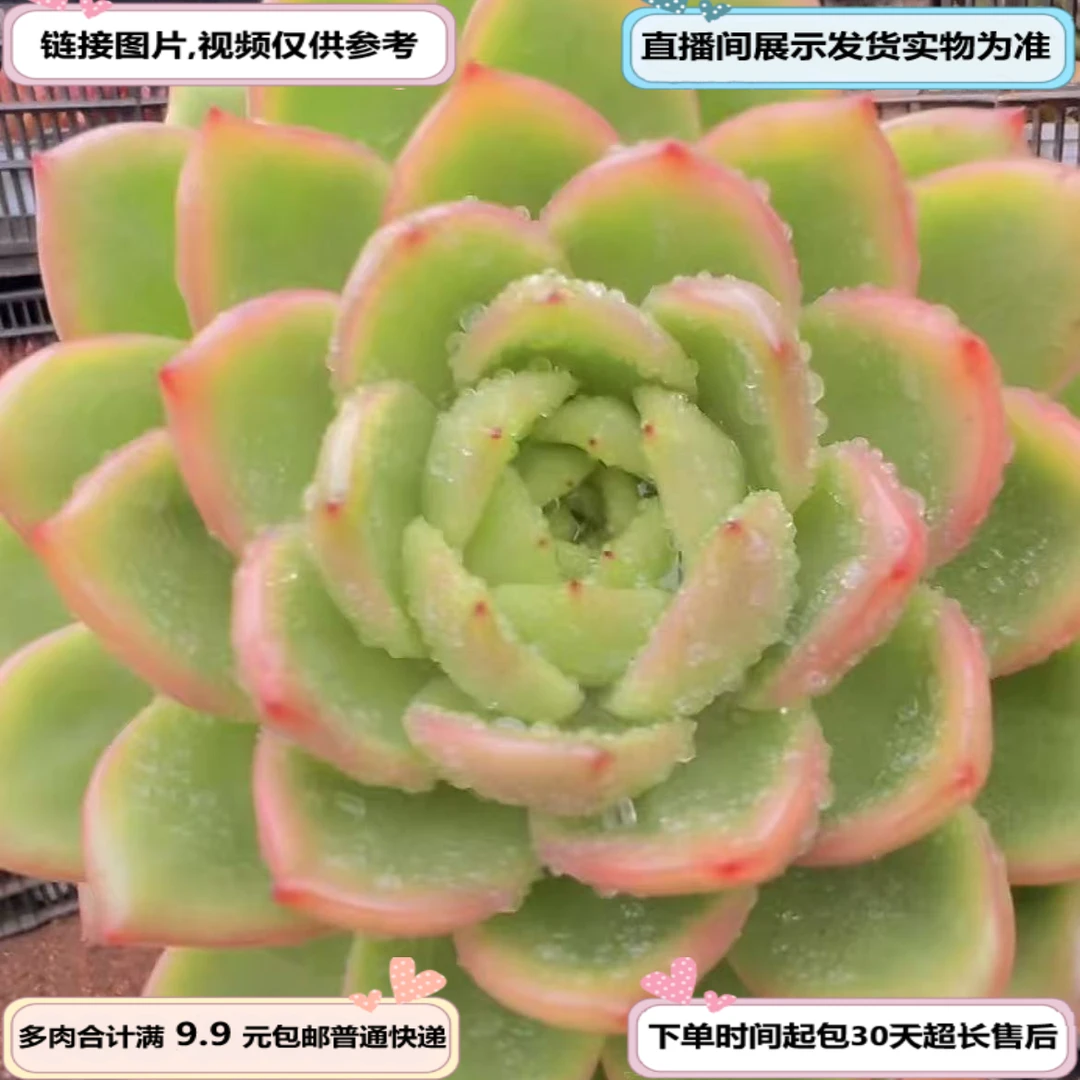 丽珠珍妮（多肉植物）以直播间展示为准云南基地源头直发新手好养