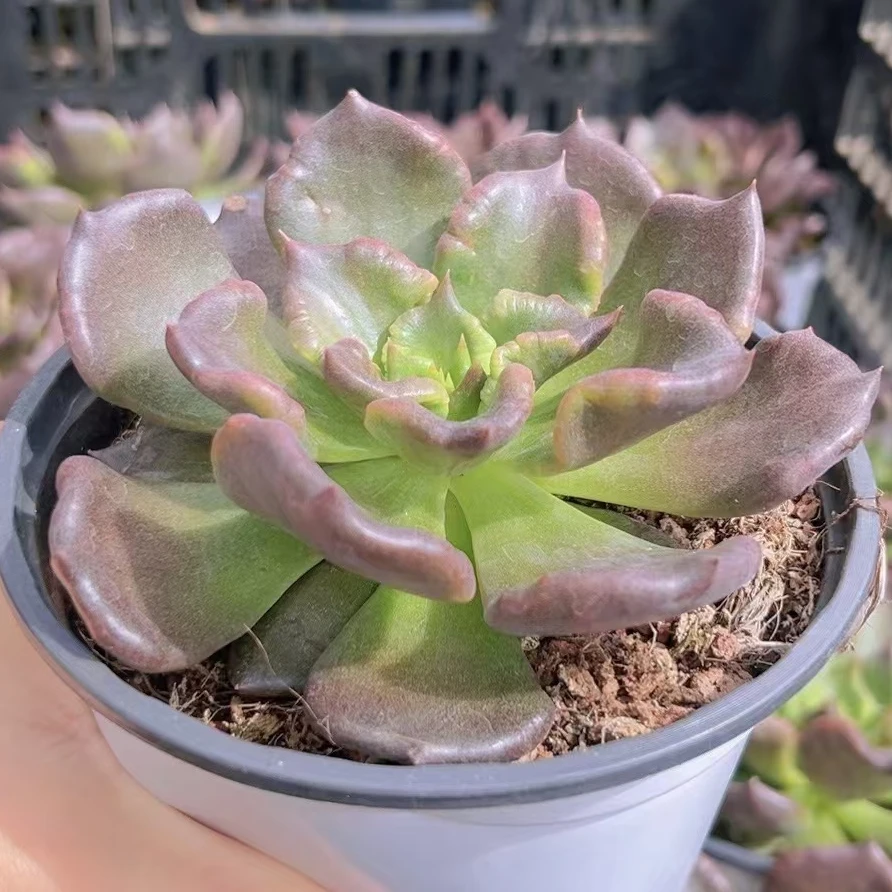 黑饺子皮（多肉植物）以直播间展示为准云南基地源头直发新手好养