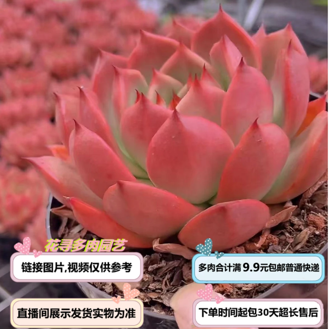 粉钻（多肉植物）以直播间展示为准云南基地源头直发新手好养