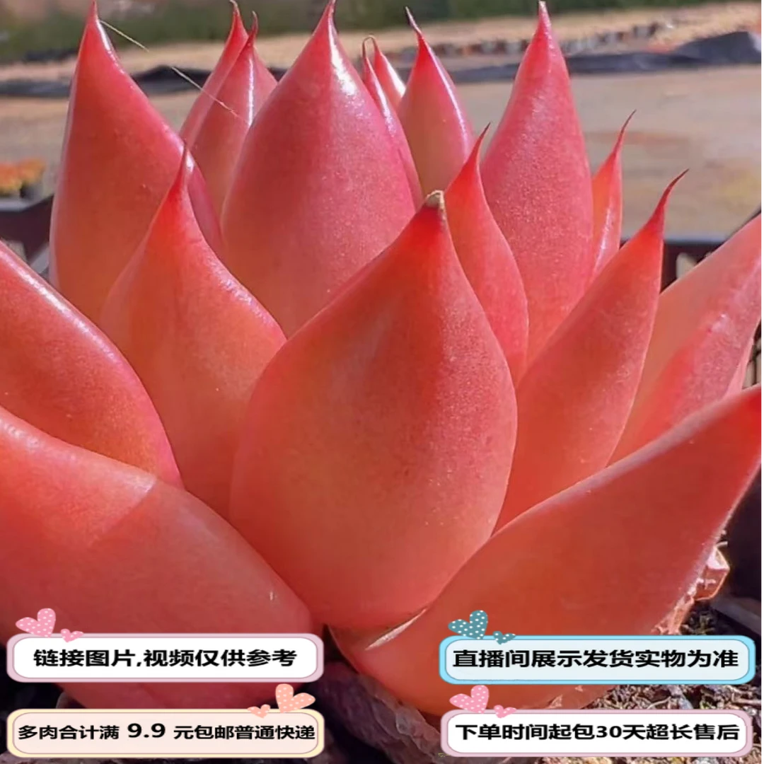 Q橙（多肉植物）以直播间展示为准云南基地源头直发新手好养