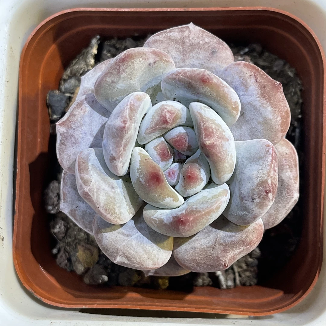 满18包邮 大单头圆叶石榴籽星影多肉（尺寸5-6cm）