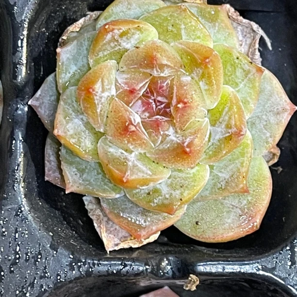 优选糖心冰魄多状态个体穴盘3棵（满18包邮）尺寸3-4cm