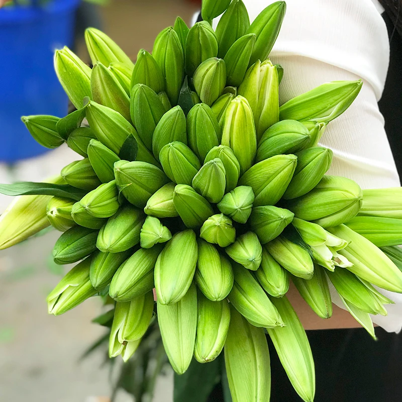 顺丰包邮【百合套餐】云南鲜花基地直发香水百合混搭家用水养白百合