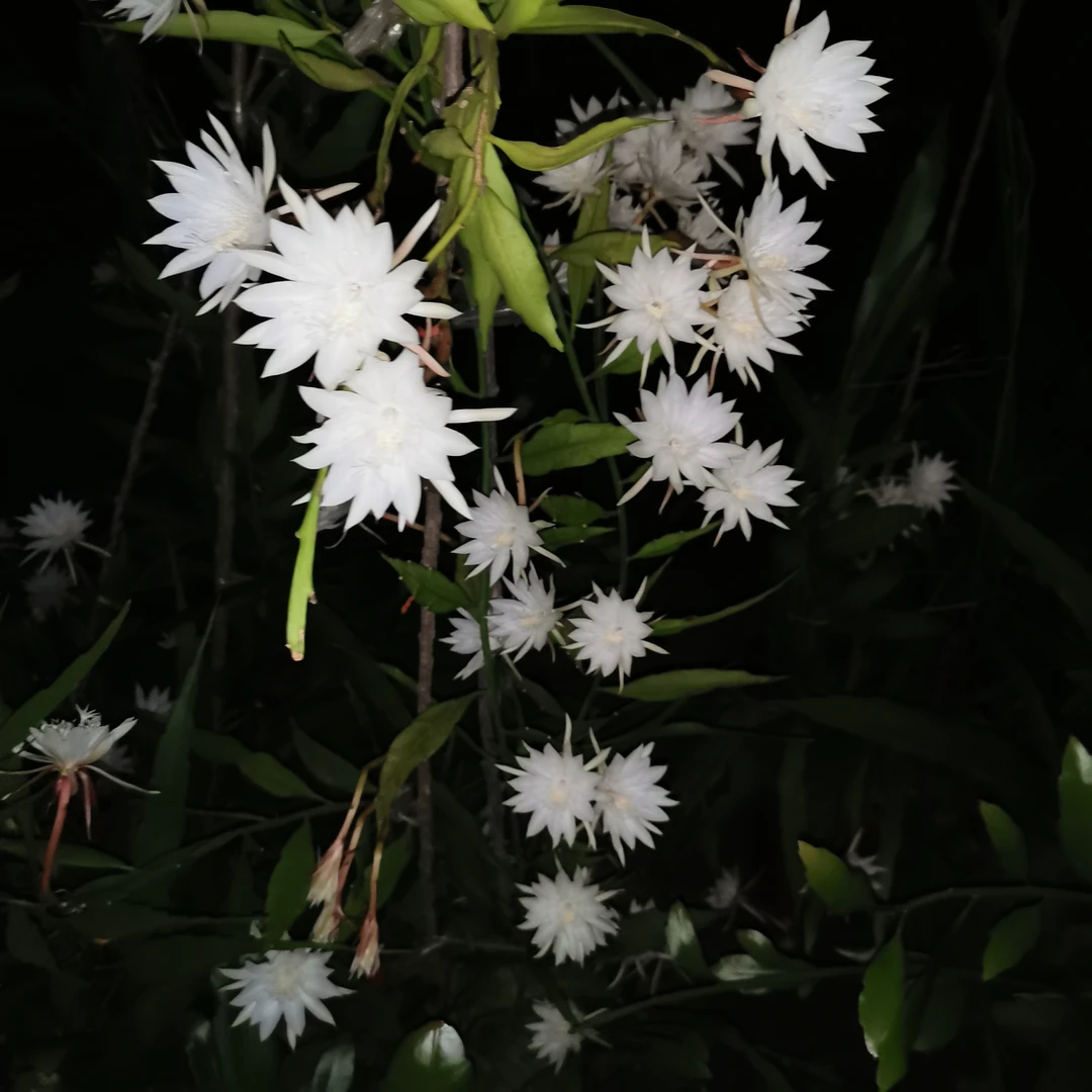 小叶昙花，中苗白色夏季春季