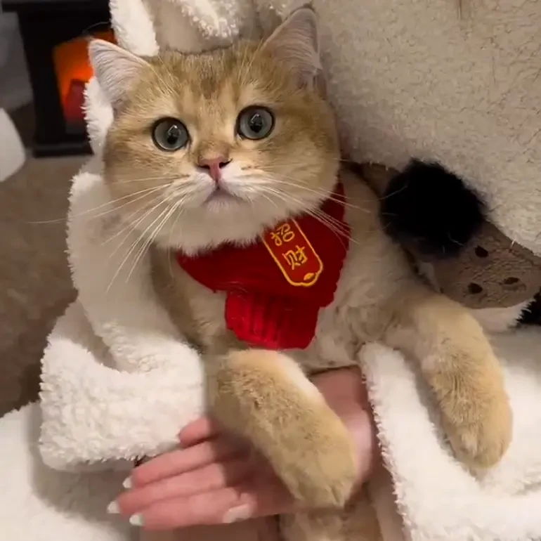 【新品上市】冬季猫咪狗狗宠物围脖春节针织保暖红色围巾喜庆猫S267