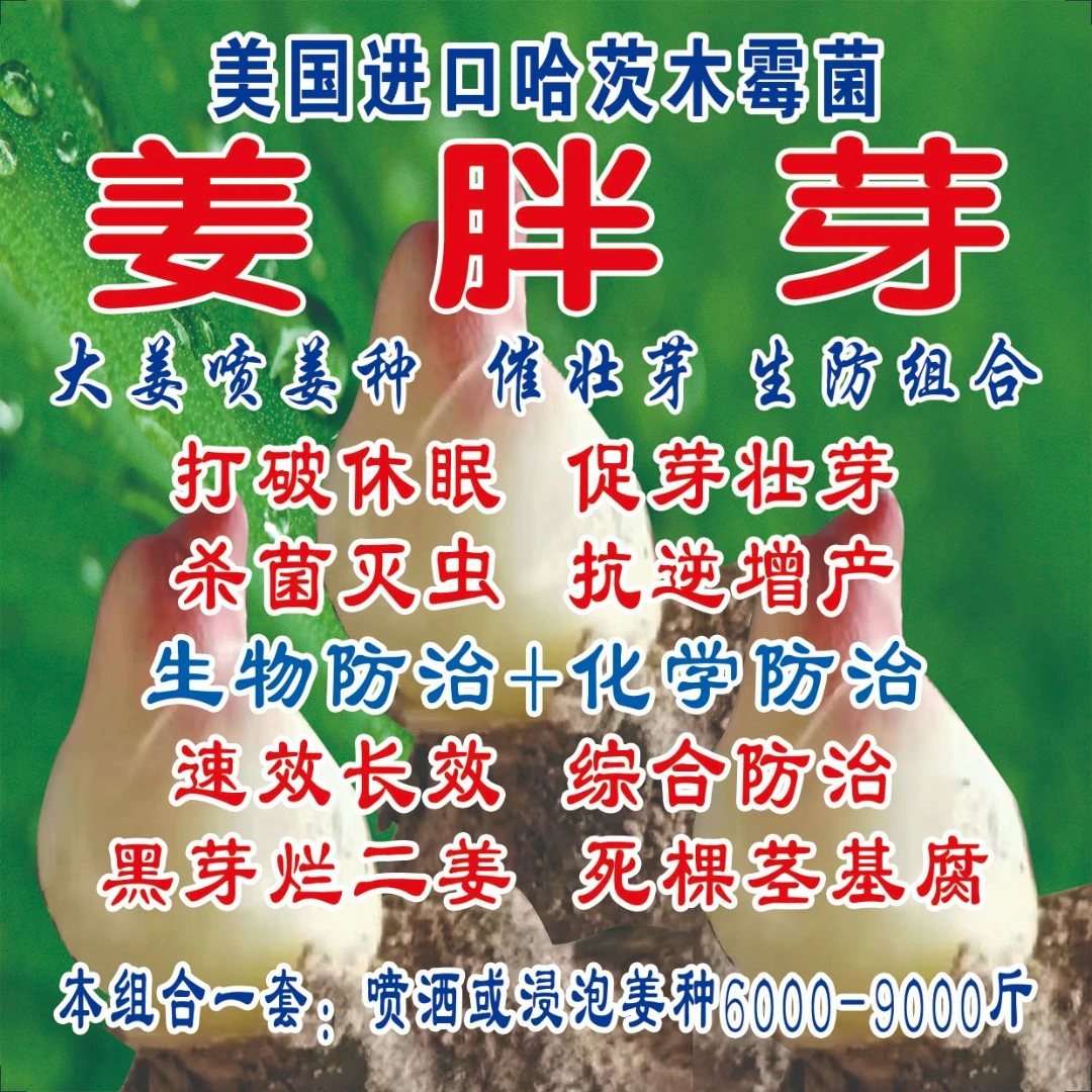 姜胖芽 美国进口哈茨木霉大姜喷姜种催壮芽组合 6千至9千斤