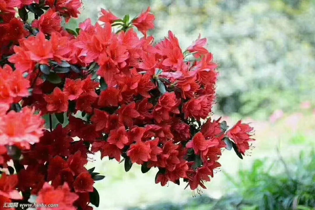 映山红，鸡血红，紫色