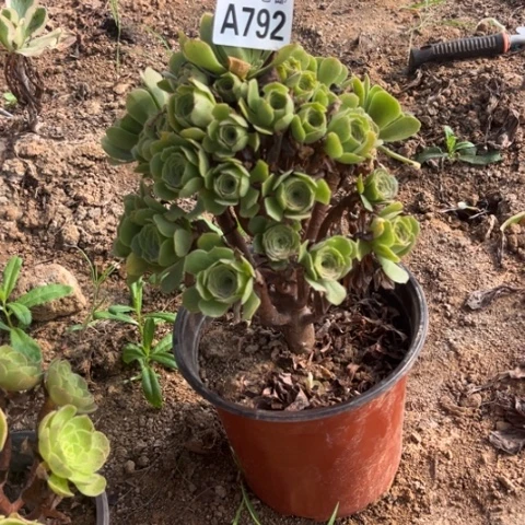792多肉植物绿玫瑰
