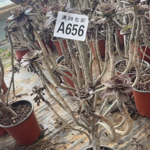 656多肉植物红酒元叶