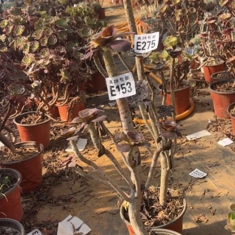 心*153 275多肉植物两个