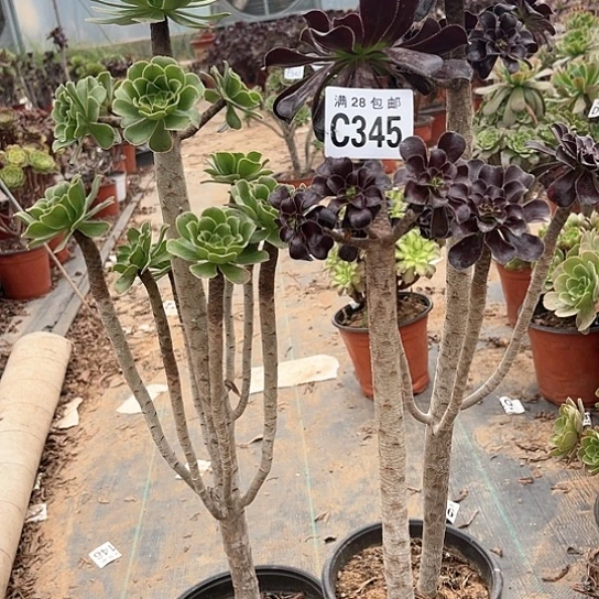 彤345三个不包断枝