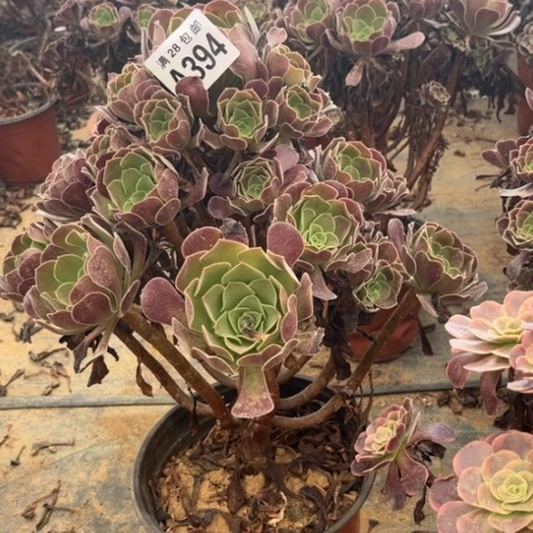 394多肉植物欧紫