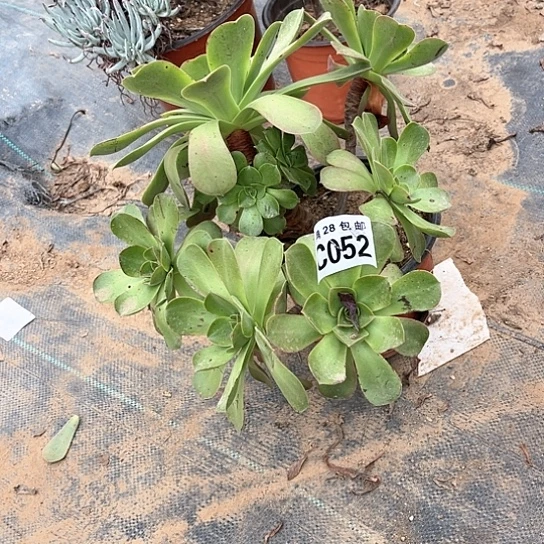 052香炉盘不包断枝