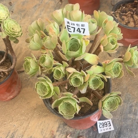 747多肉植物柠檬玫瑰
