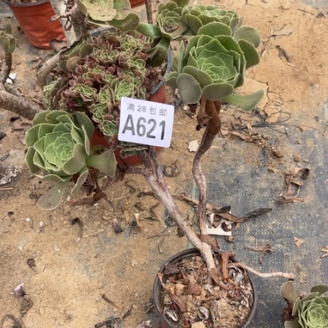 621多肉植物玫瑰缀