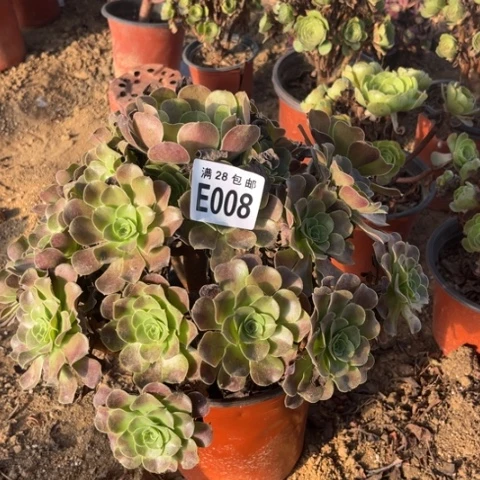 008多肉植物梅花破地