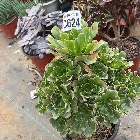 624原始绿不包断枝