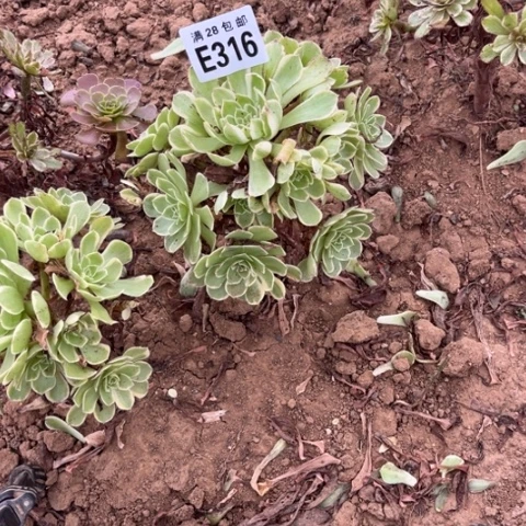 316多肉植物海王