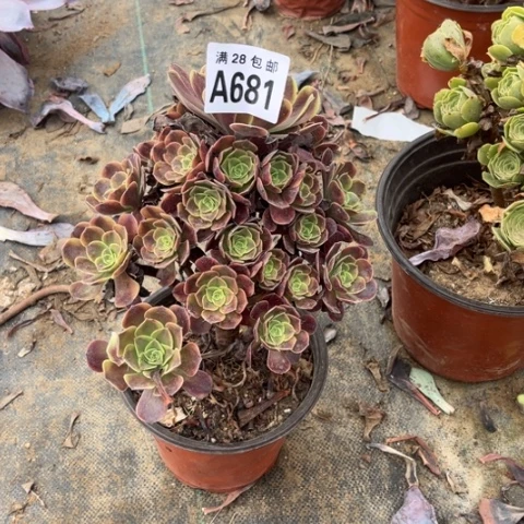 681多肉植物有一个断枝
