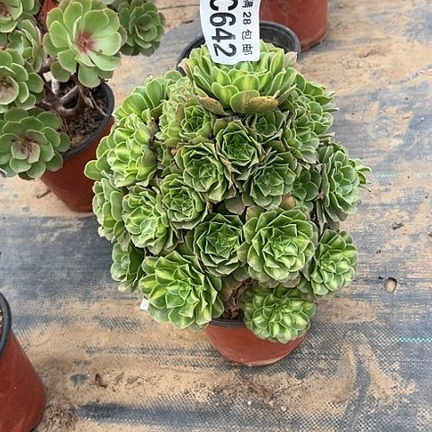 642琉璃翡翠不包断枝