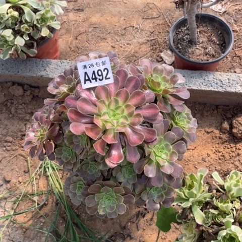 492多肉植物华纳