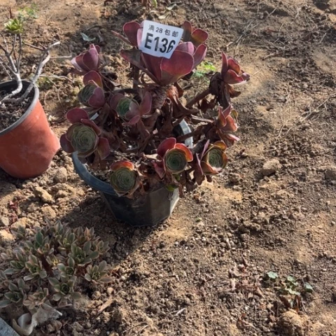 136多肉植物枚金玫瑰