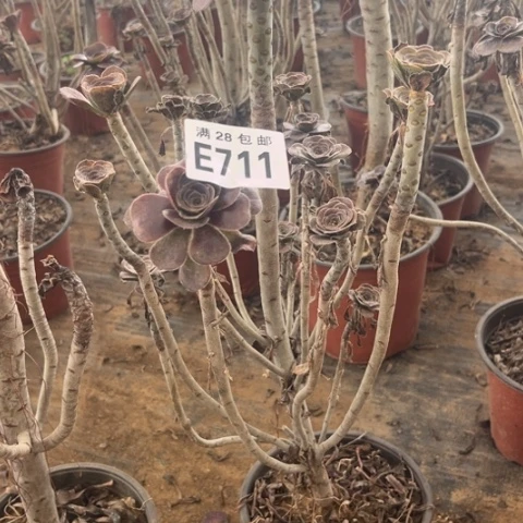 711多肉植物红酒元叶