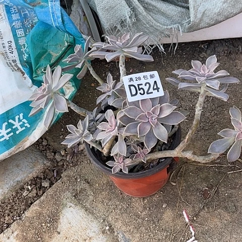 524多肉植物不包断枝