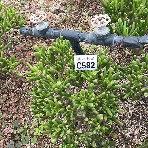 582吸财树不包断枝